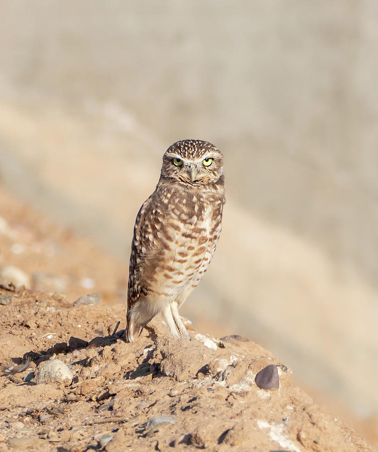 Burrowing Owl Portrait Photograph