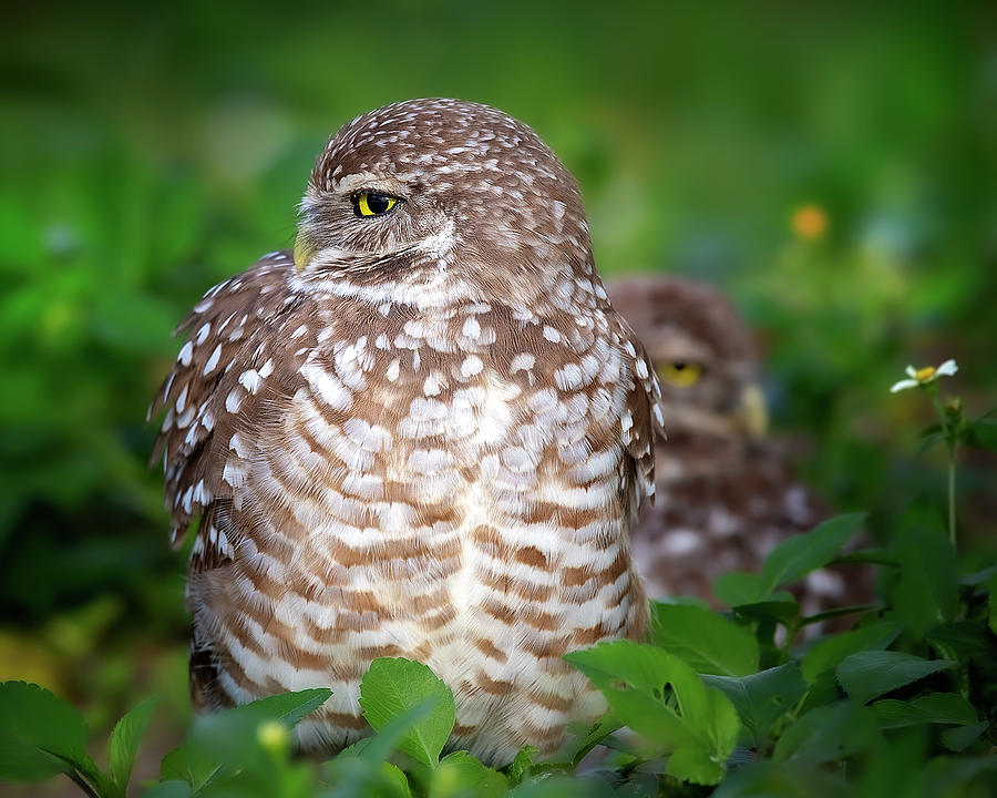 Burrowing Owl Portrait Photograph by Mark Andrew Thomas