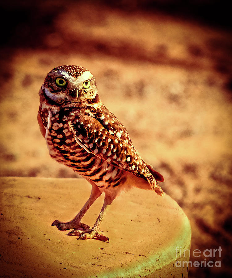 Owl Photograph - Burrowing Owl Portrait by Robert Bales