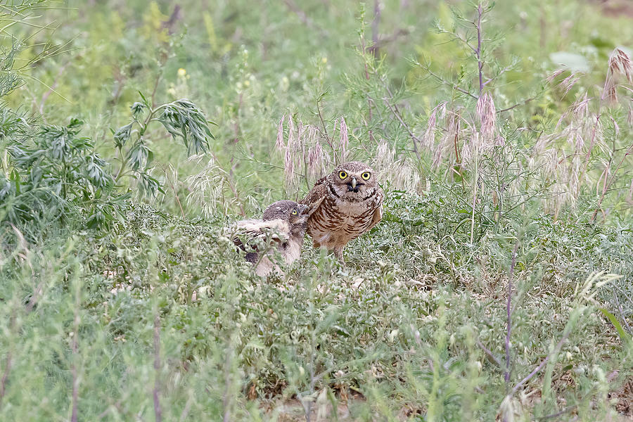 Burrowing Owl Prepares to Feed an Owlet Photograph by Tony Hake