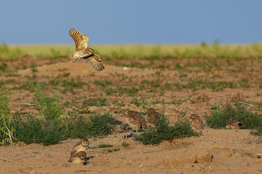 Burrowing Owl Returns to Her Owlets Photograph by Tony Hake