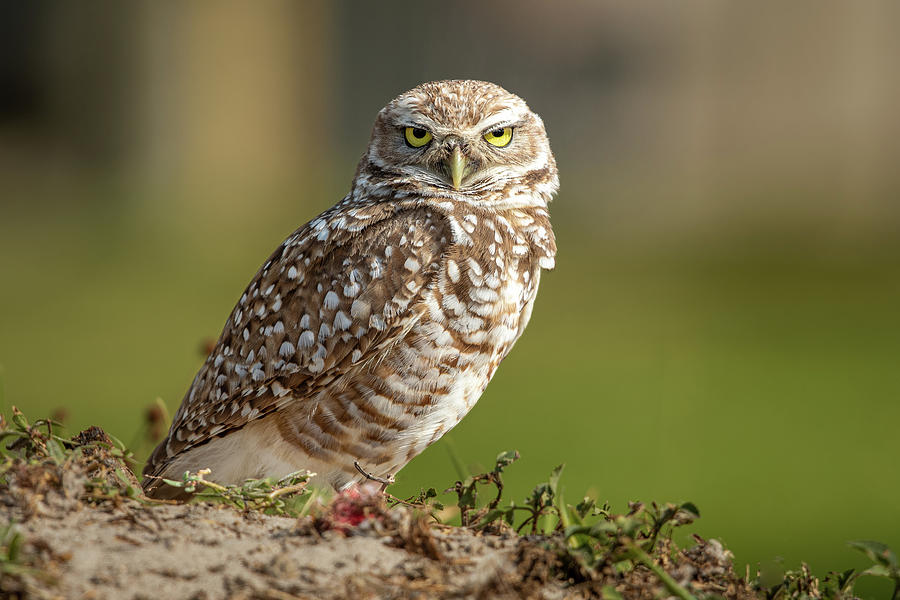 Burrowing Owl Photograph by Robert Miller
