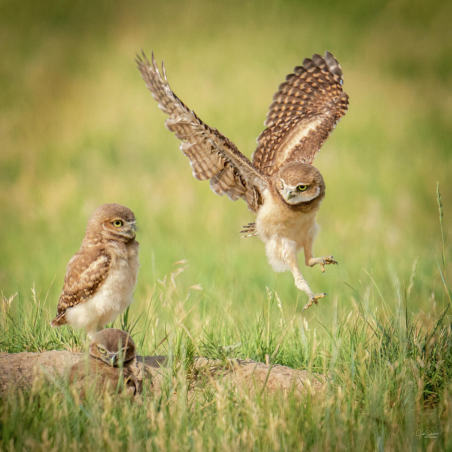 Burrowing Owl Siblings Photograph by Judi Dressler