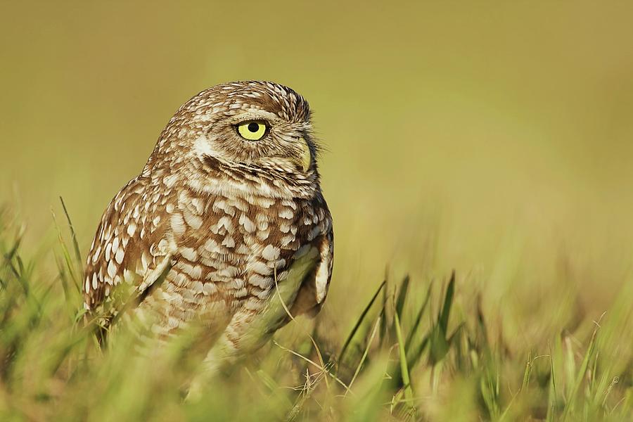 Burrowing Owl Sitting In Grass Photograph