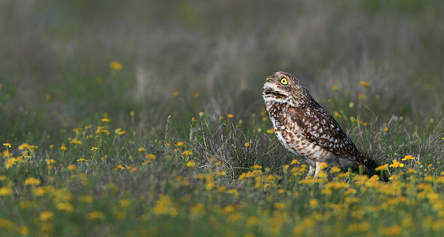 Burrowing Owl Sky Watcher Photograph