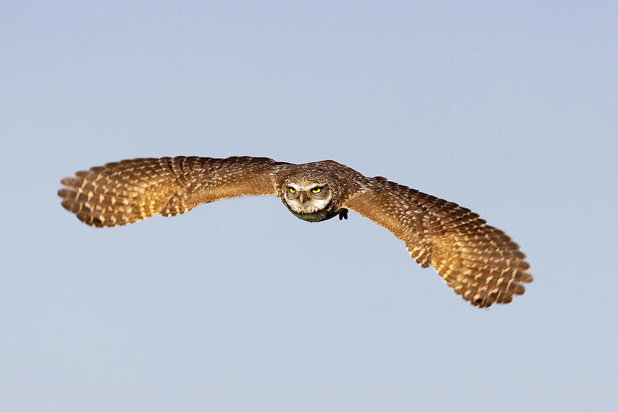 Burrowing Owl Spreads its Wings Wide Photograph by Tony Hake