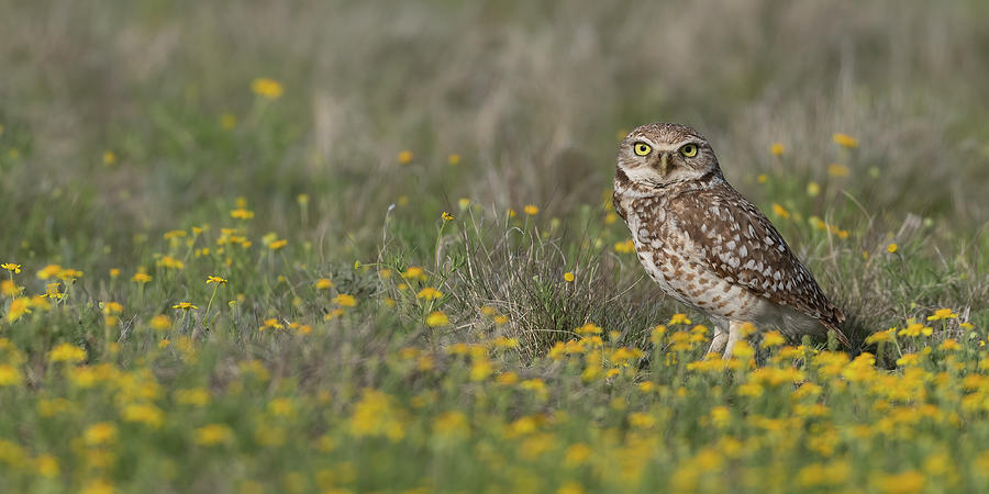 Burrowing Owl sprintime, flowers Photograph by Gary Langley