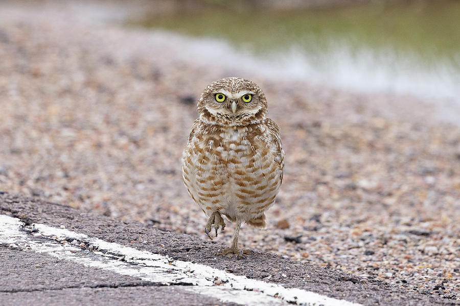 Burrowing Owl Standing by the Road Photograph by Tony Hake