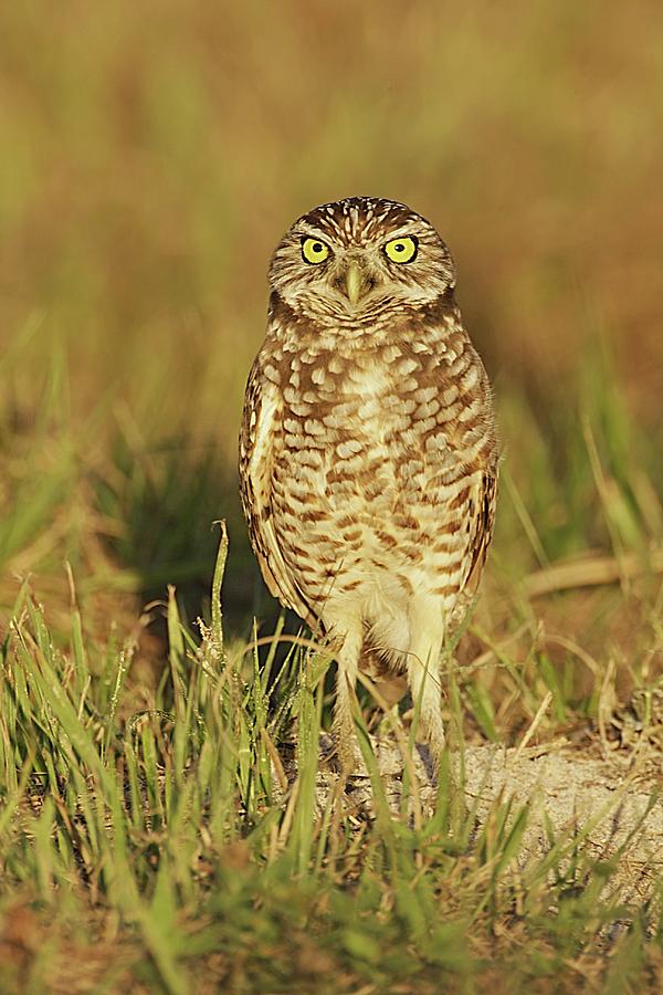 Burrowing Owl Standing On Ground Photograph