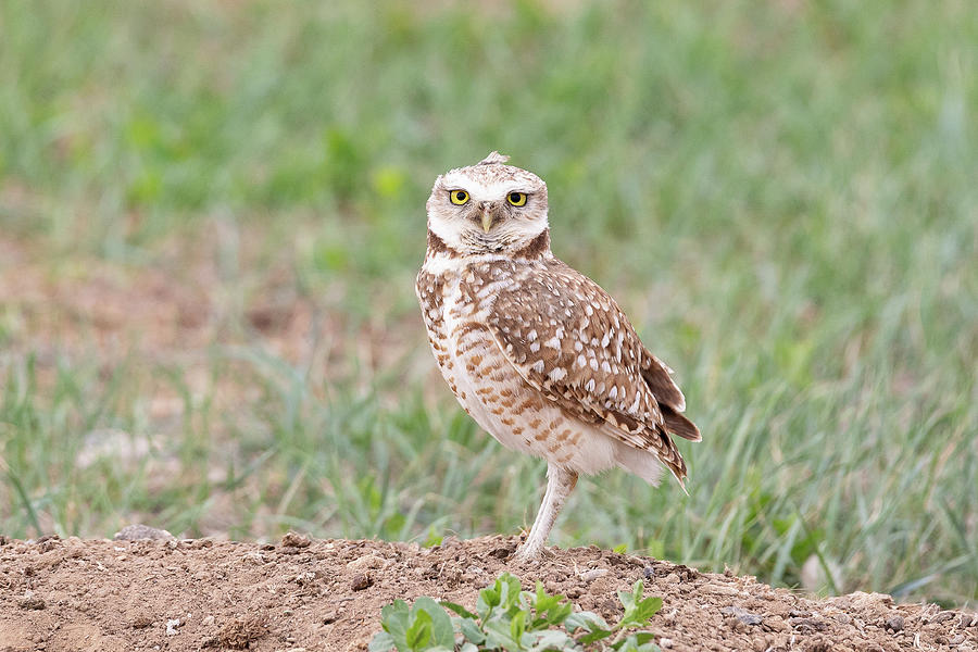 Burrowing Owl Standing Tall Photograph