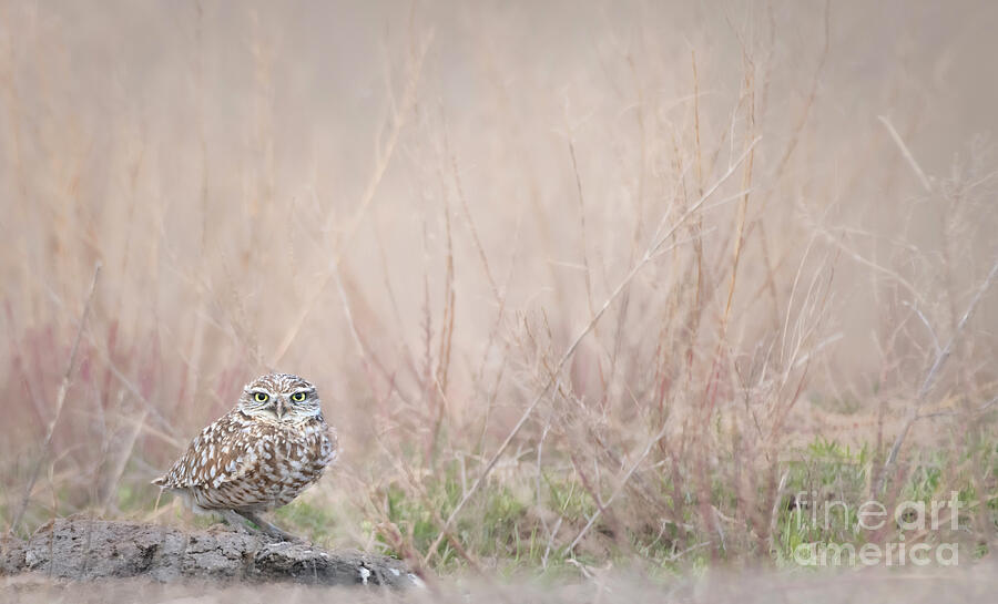 Owl Photograph - Burrowing Owl Stare by Jami Bollschweiler