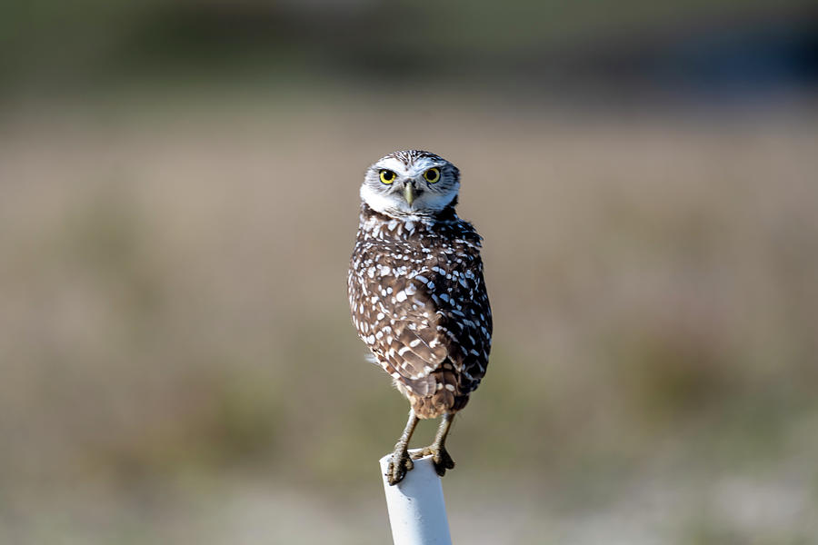 Burrowing owl staring straight ahead Photograph by Dan Friend