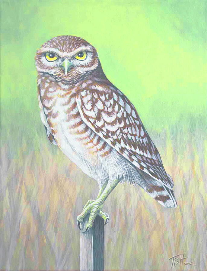 Burrowing Owl Painting by Tish Wynne