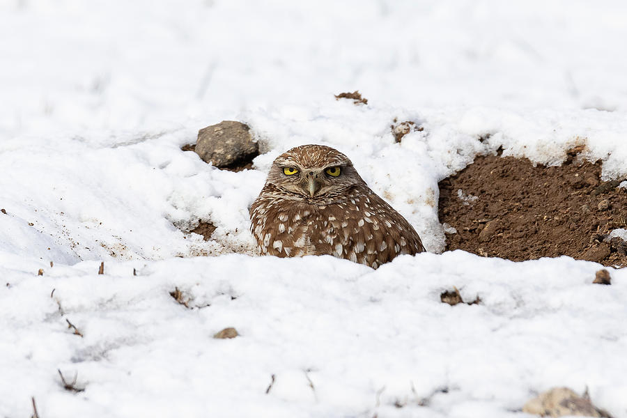 Burrowing Owl Unhappy About the Snow Photograph by Tony Hake