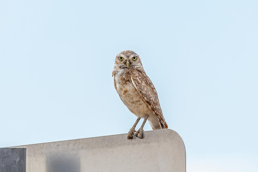 Burrowing Owl Watching From A Sign Photograph