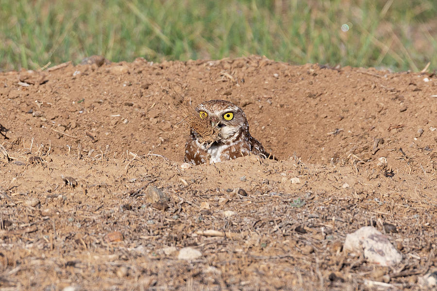Burrowing Owl with a Mouthful Photograph by Tony Hake