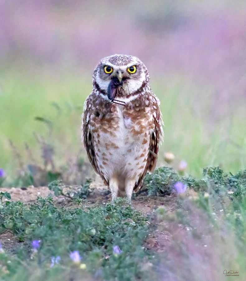 Burrowing Owl with Cricket Photograph by Judi Dressler