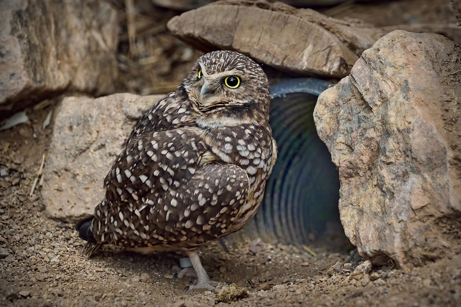 Burrowing Owl with Culvert Photograph by Nikolyn McDonald