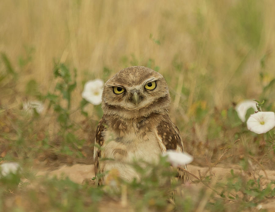 Burrowing Owlet Photograph by Vicki Stansbury