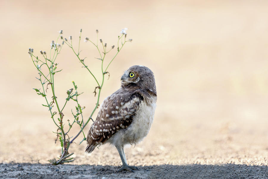 Burrowing Owlet Photograph by Wes and Dotty Weber
