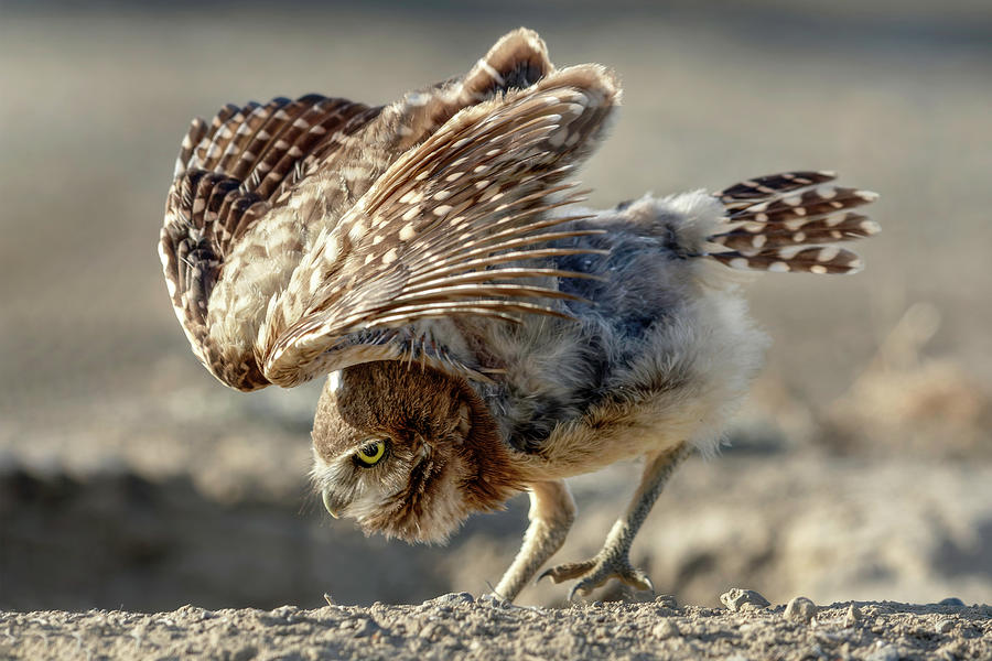 Owl Photograph - Burrowing Owlet Workout by Wes and Dotty Weber