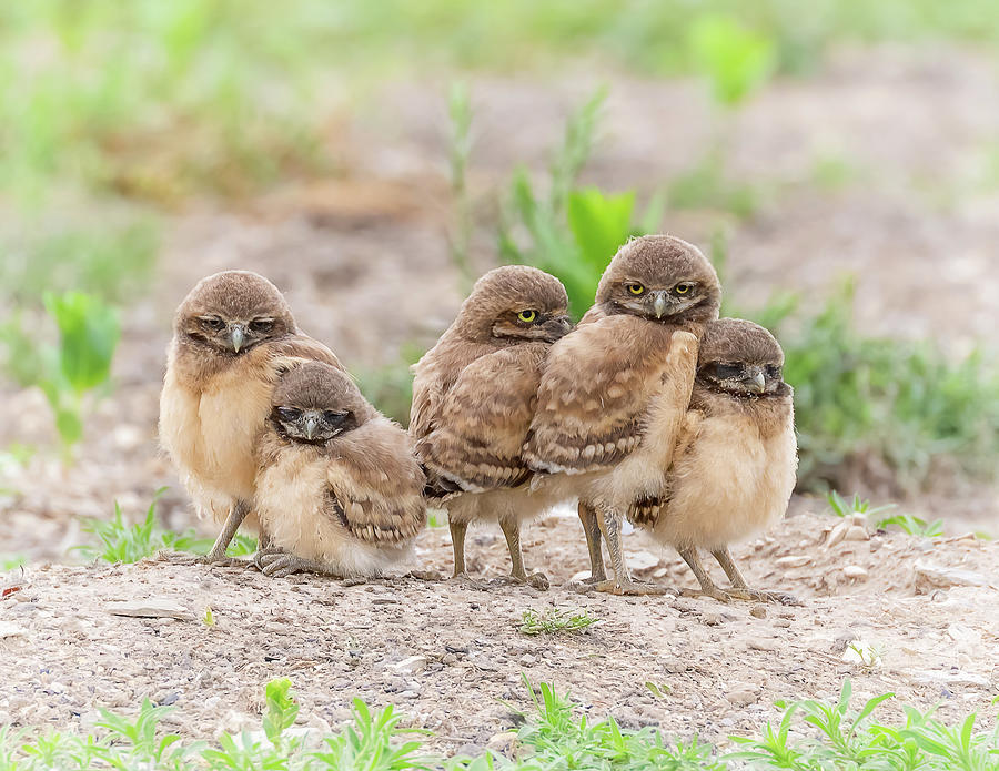 Burrowing Owlets Photograph by Vicki Stansbury