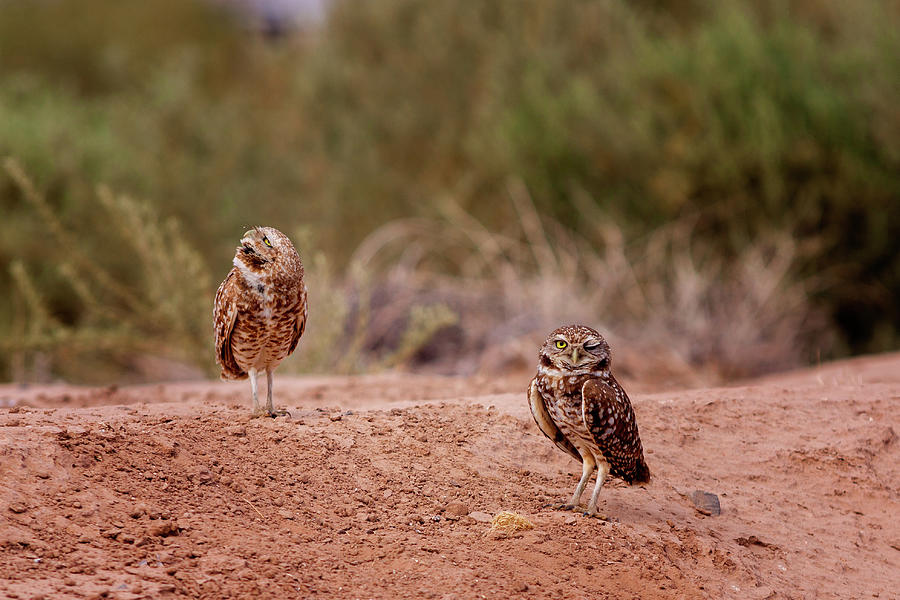 Bird Photograph - Burrowing Owls #7 by Jack and Darnell Est Bird Photograph - Burrowing Owls #7 by Jack and Darnell Est