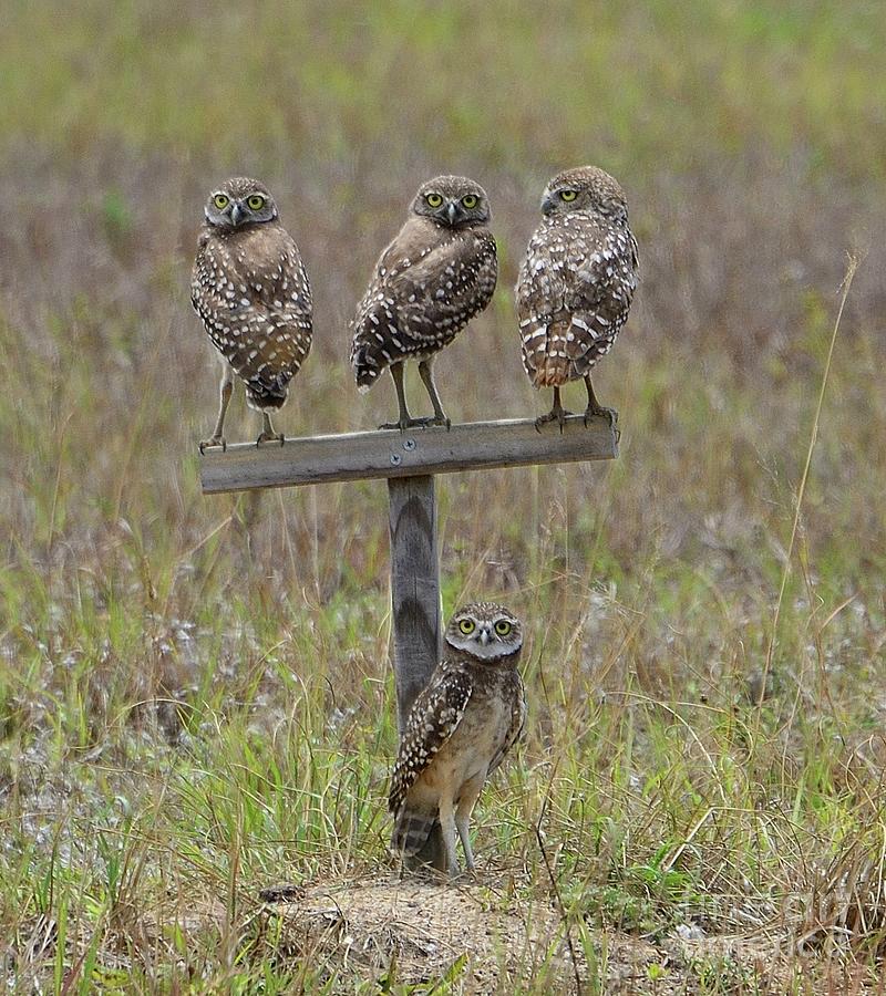 Burrowing Owls Photograph by Alison Belsan Horton