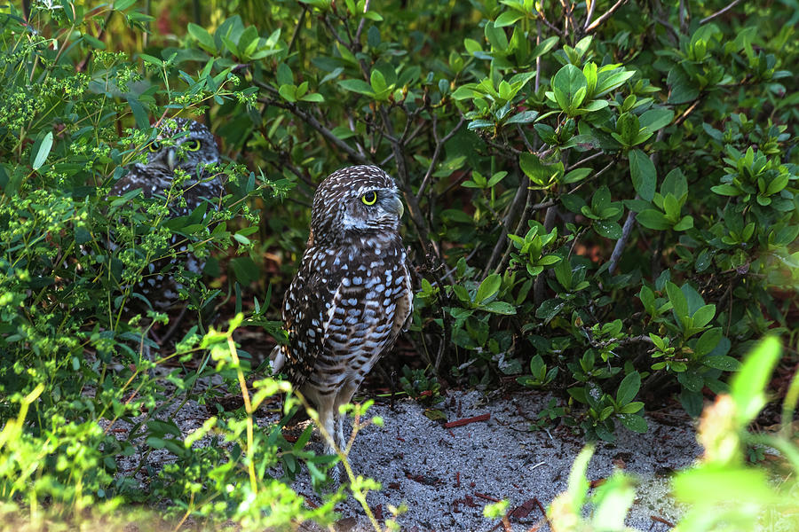 Burrowing Owls at Guard Photograph by Ed Gleichman