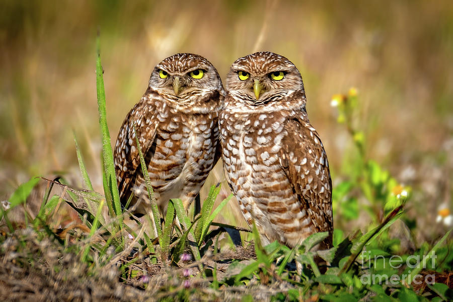 Burrowing Owls - Cape Coral, Florida Photograph by Sturgeon Photography