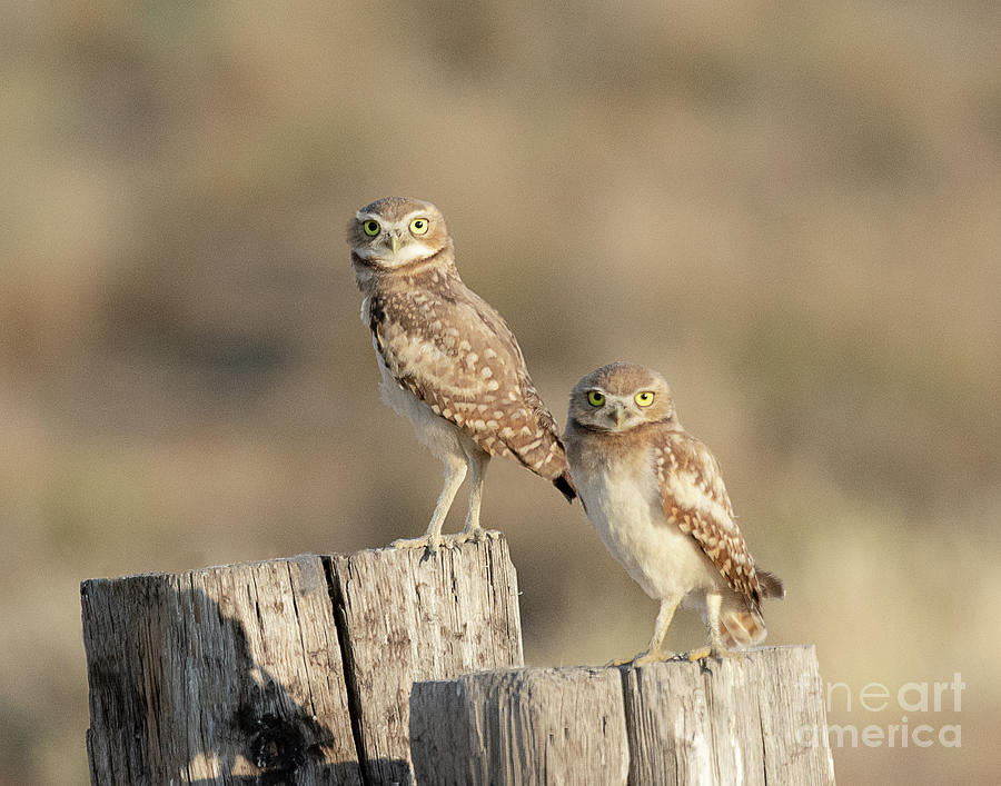 Burrowing Owls in Northern Utah Photograph by Dennis Hammer