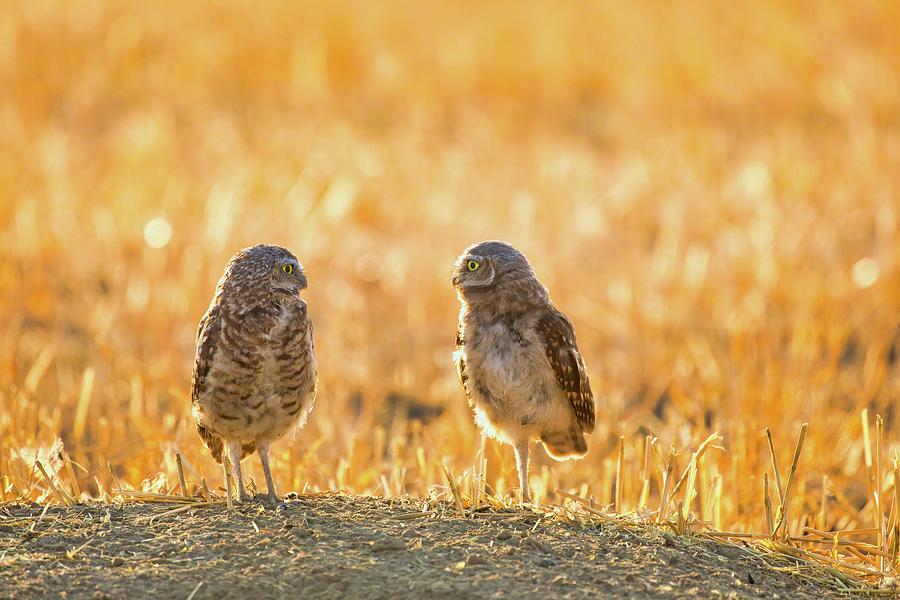 Burrowing Owls in the Morning Photograph by Lynn Hopwood