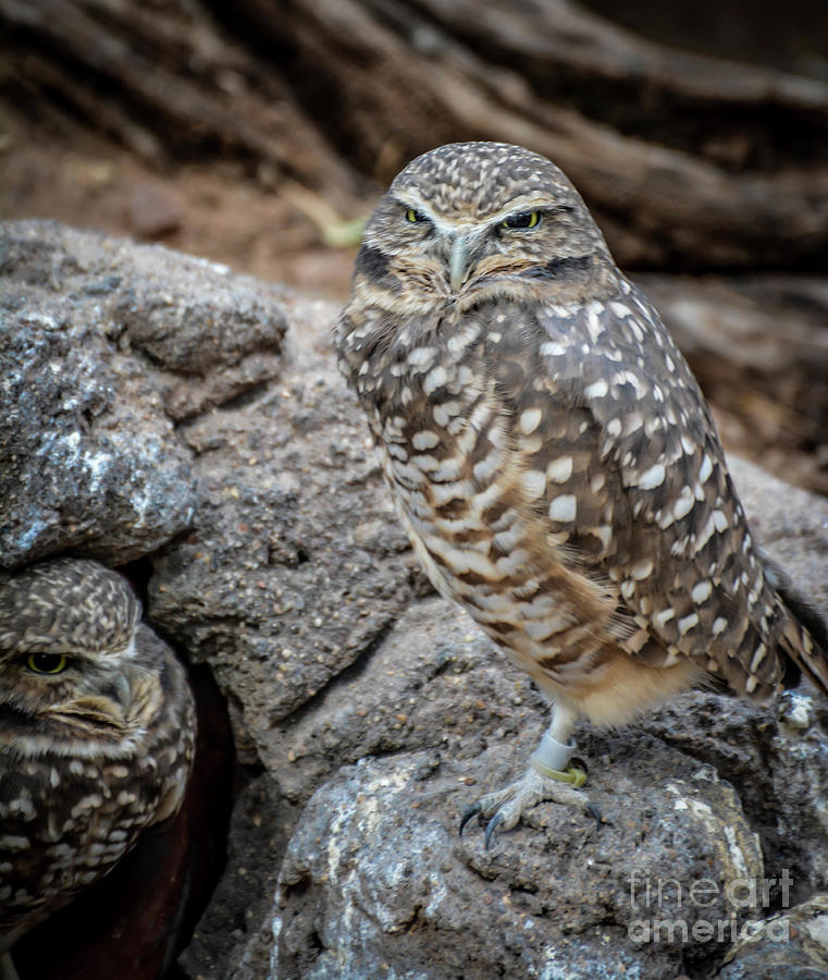 Burrowing Owls Photograph by Kevin Fortier