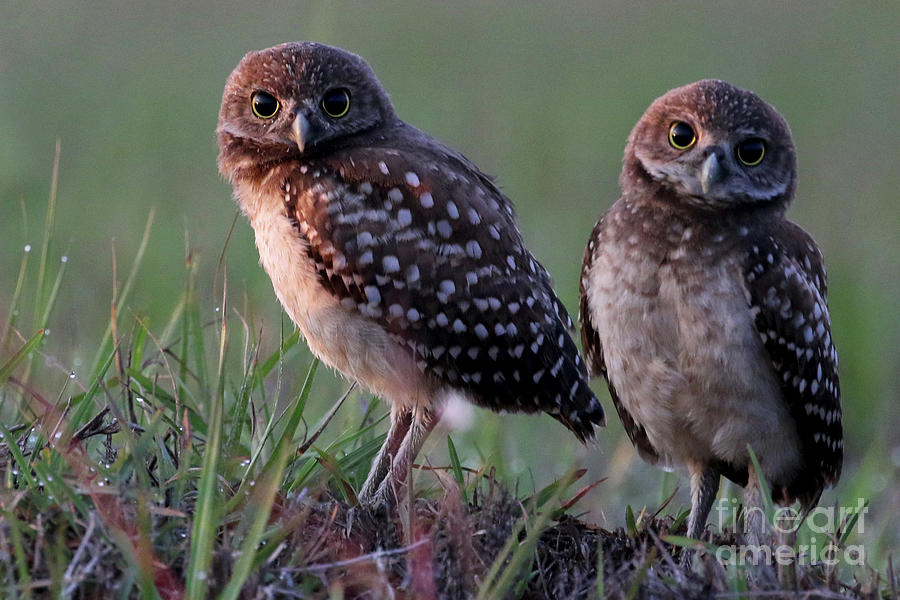 Burrowing Owl Photo Photograph