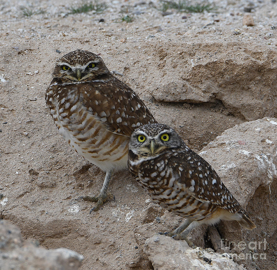 Burrowing Owls Digital Art by Tammy Keyes