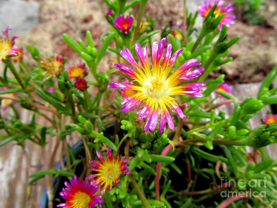 Burst of Color by John LaCroix Burst of Color by John LaCroix
