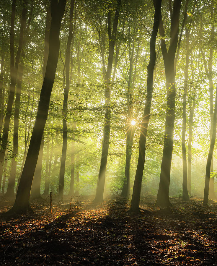 Burst of Light Photograph by Frank Van Goor - Pixels