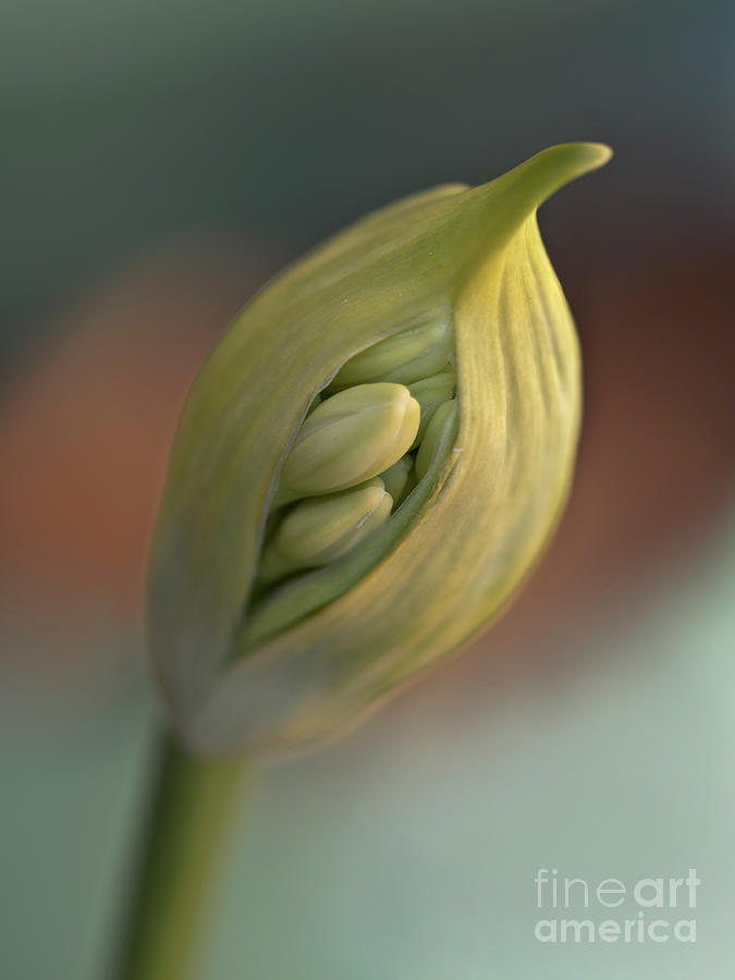 Burst of pod as buds relief - birthday for new flowers, white agapanthus Photograph by Tatiana Bogracheva