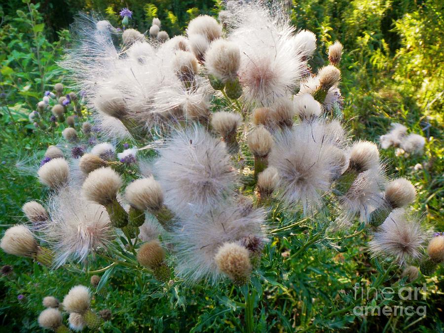 Bursting Blooms Photograph by Rosanne Licciardi