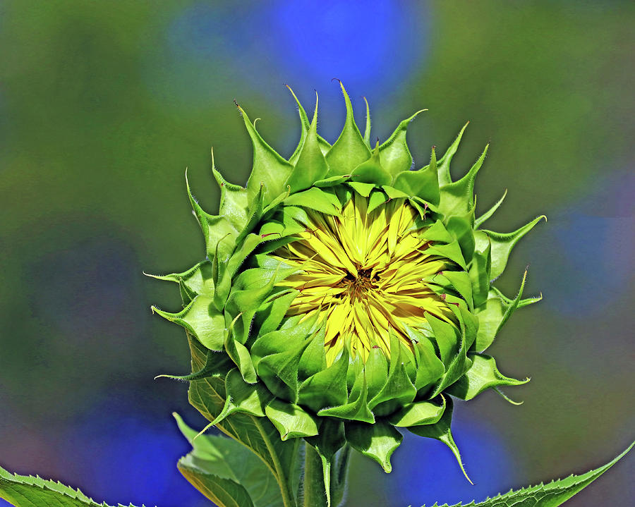 Bursting Sunflower Photograph by Debbie Oppermann