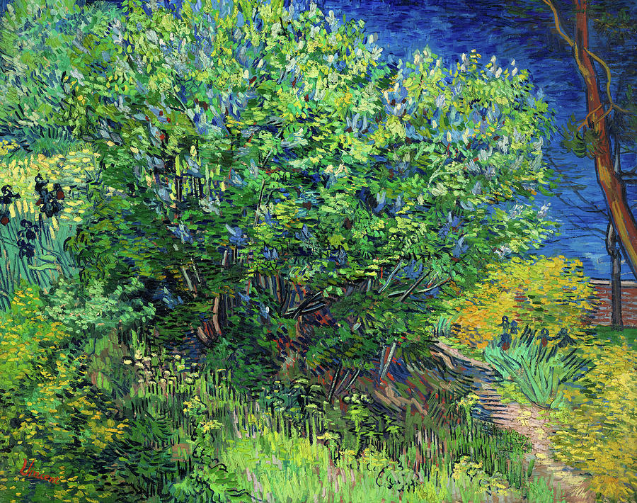 Vincent Van Gogh Painting - Bush, 1889 by Vincent Van Gogh