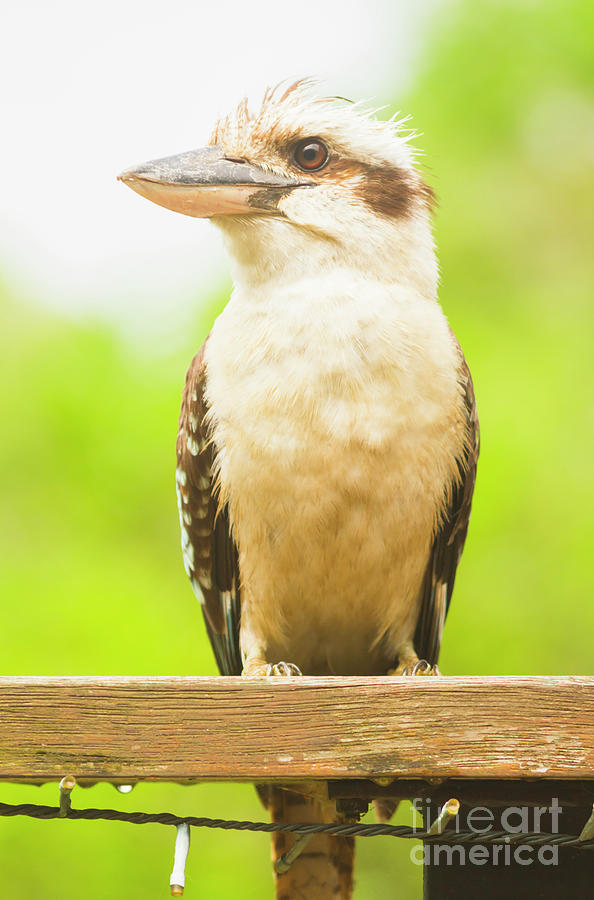 Bush Kookaburra  Photograph by Jorgo Photography