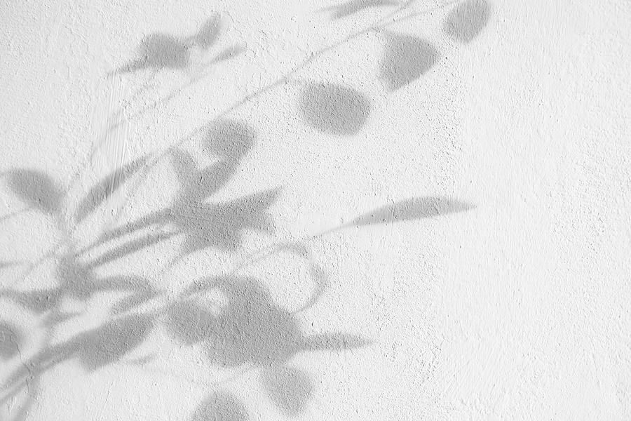 Bush leaves shadow over textured white wall. Trendy photography effect for design, overlays. Plant shadows. Photograph by Anna Blazhuk