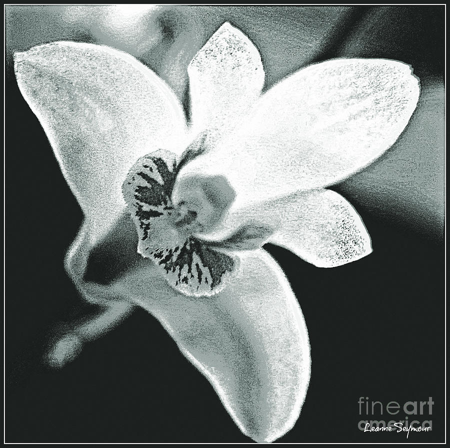 Bush Orchid Black And White Mixed Media by Leanne Seymour - Fine Art ...