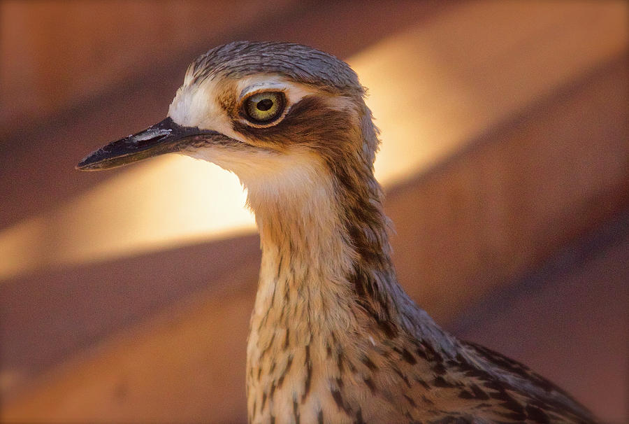 Bush Stone Curlew, Alice Springs, Australia Photograph by Venetia Featherstone-Witty