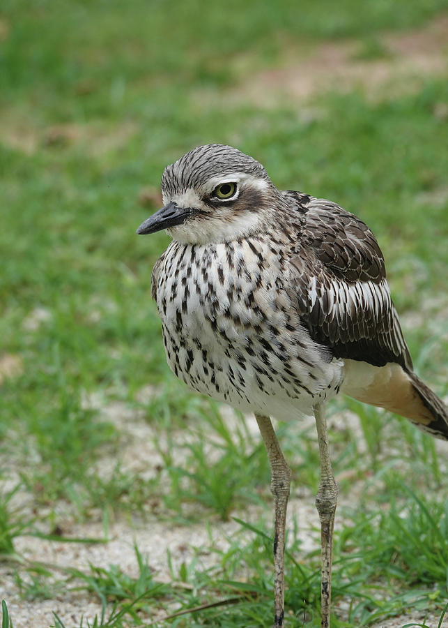 Bush Stone-curlew Photograph by Maryse Jansen