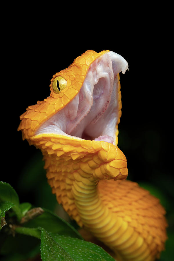 Snake Photograph - Bush Viper Extending Fang by Mark Kostich