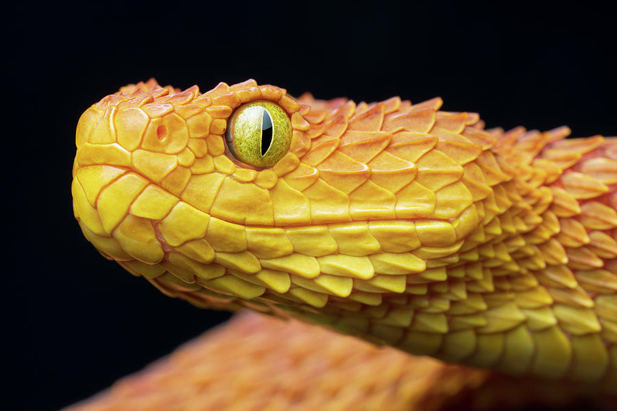 Snake Photograph - Bush Viper - Orange by Mark Kostich