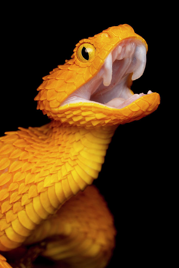 Snake Photograph - Bush Viper Snake - Orange by Mark Kostich