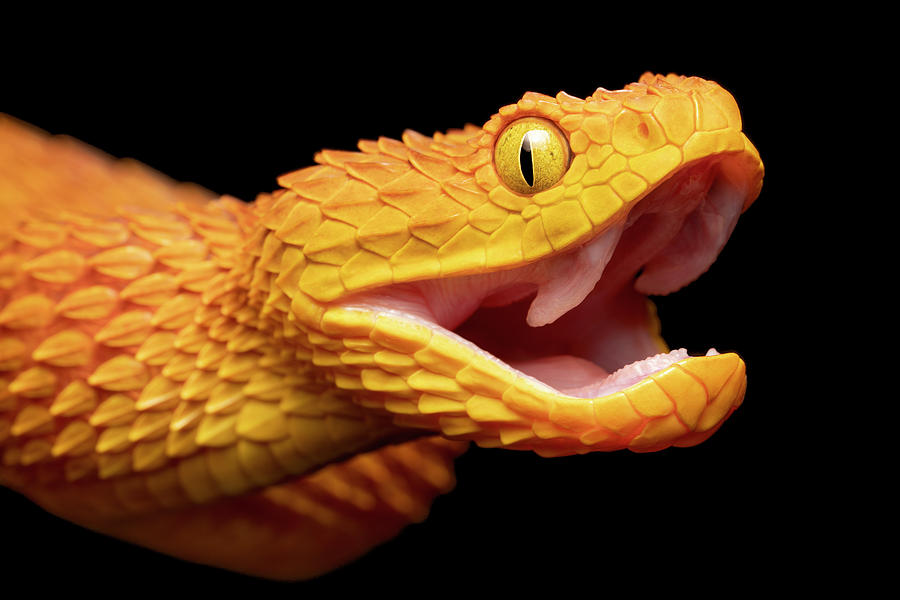 African Green Bush Viper With Open Mouth Stock Photo - Download